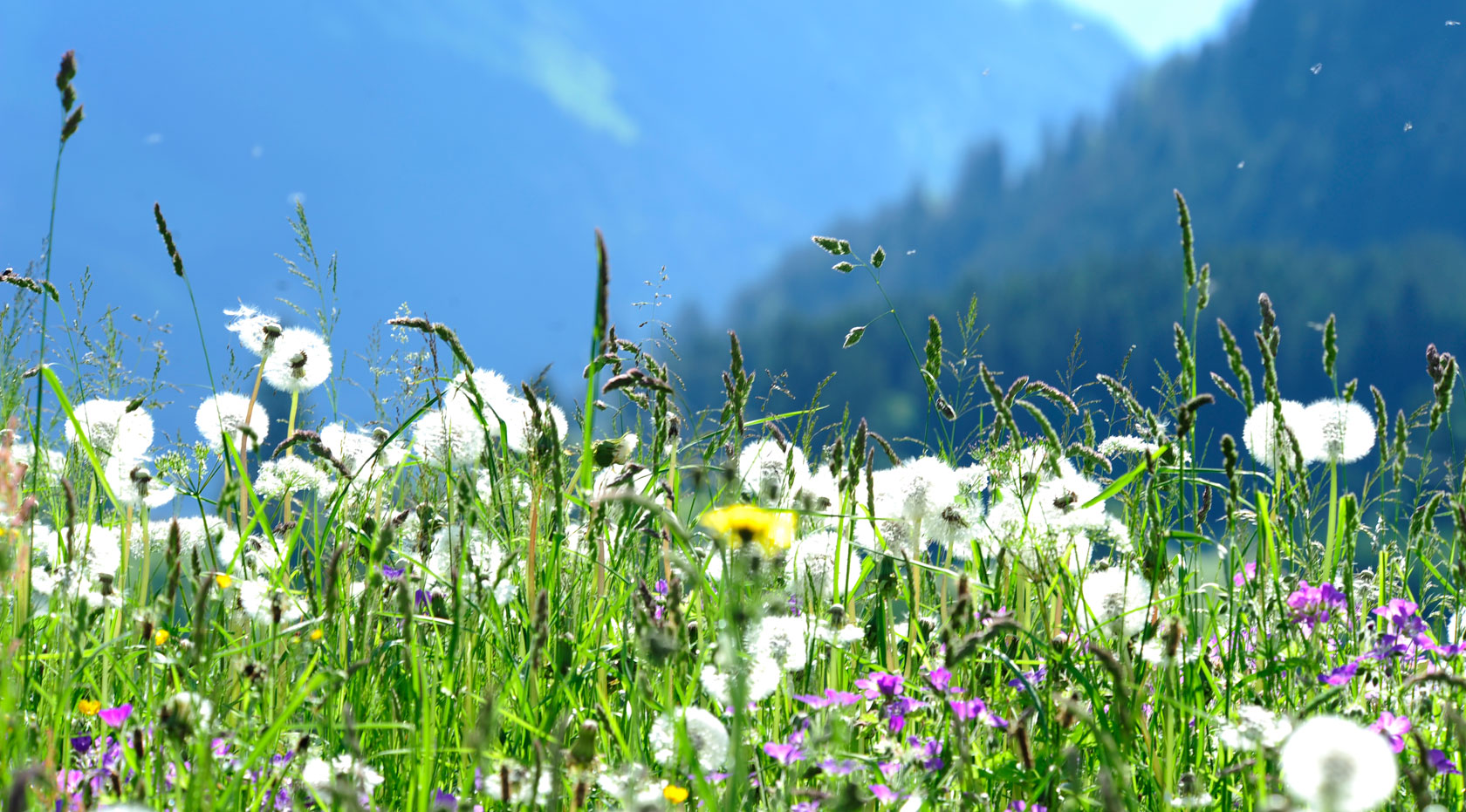Wiese mit Löwenzahn und Wildblumen vor bewaldeten Alpenhängen bei blauem Himmel im Sommer.