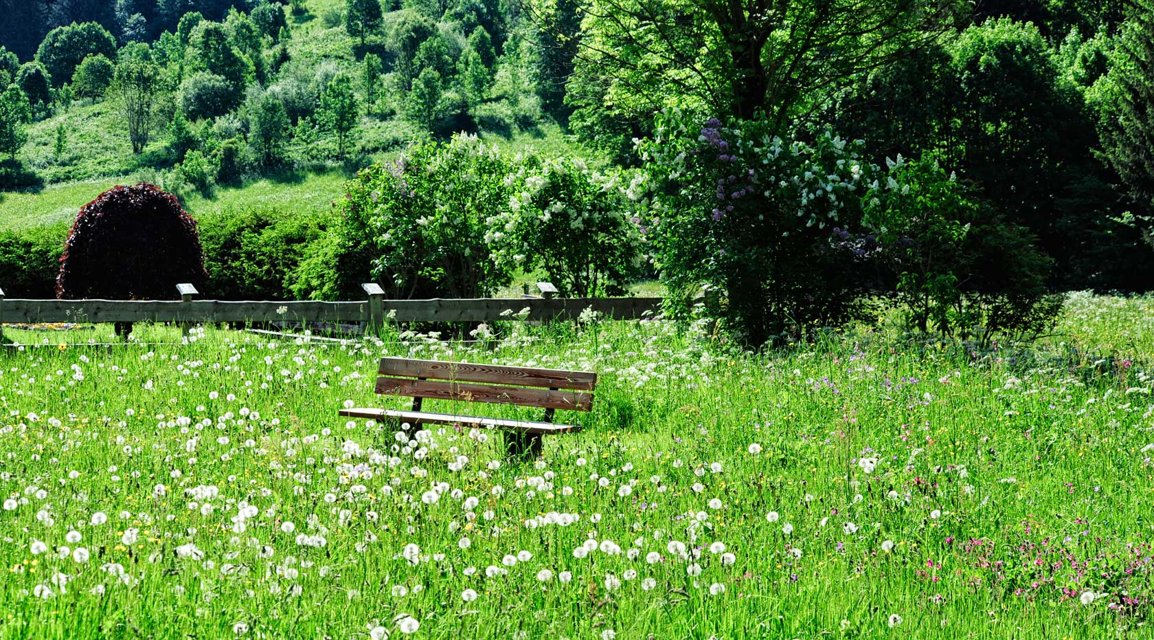 Holzbank steht in blühender Frühlingswiese vor grünem Waldrand.